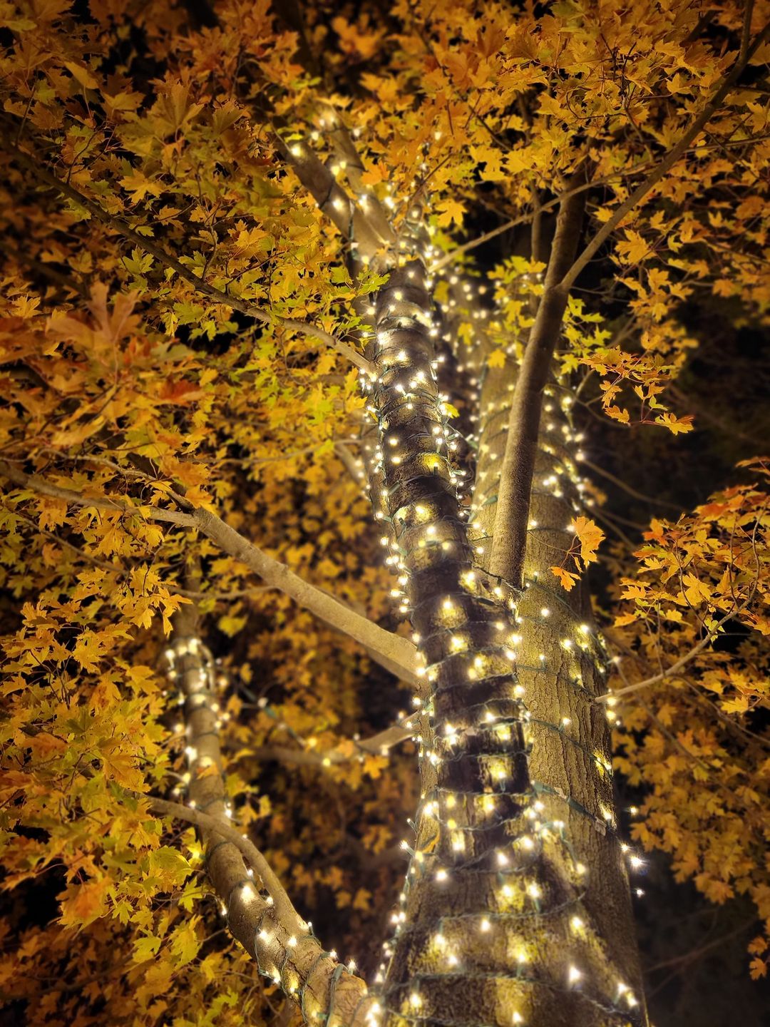 Two-story home with roofline Christmas lighting